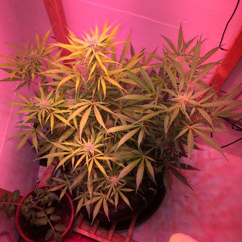 Red Congolese (auto) growlog timeline photo