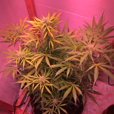 Red Congolese (auto) growlog timeline photo