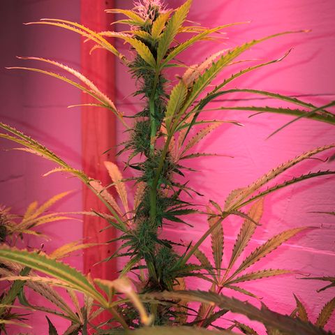 Red Congolese (auto) growlog timeline photo