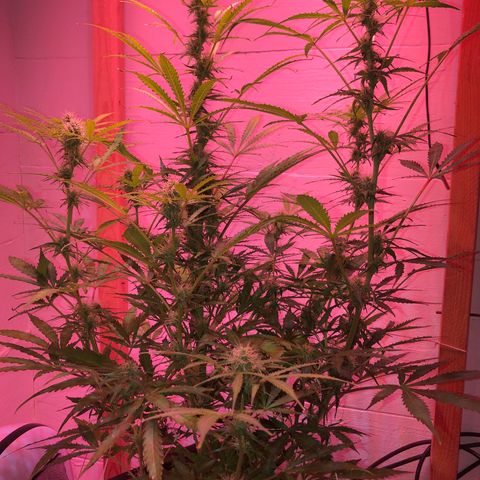 Red Congolese (auto) growlog timeline photo