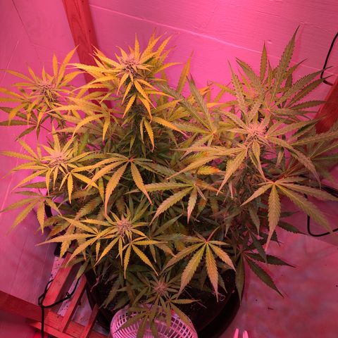 Red Congolese (auto) growlog timeline photo