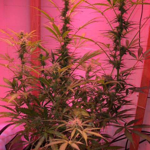 Red Congolese (auto) growlog timeline photo
