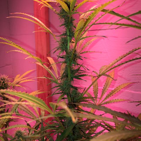 Red Congolese (auto) growlog timeline photo