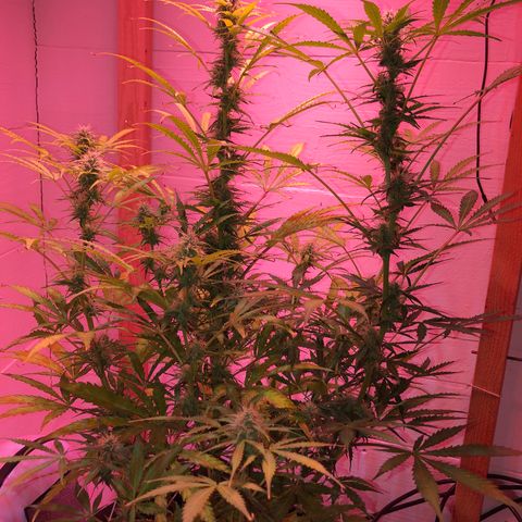 Red Congolese (auto) growlog timeline photo