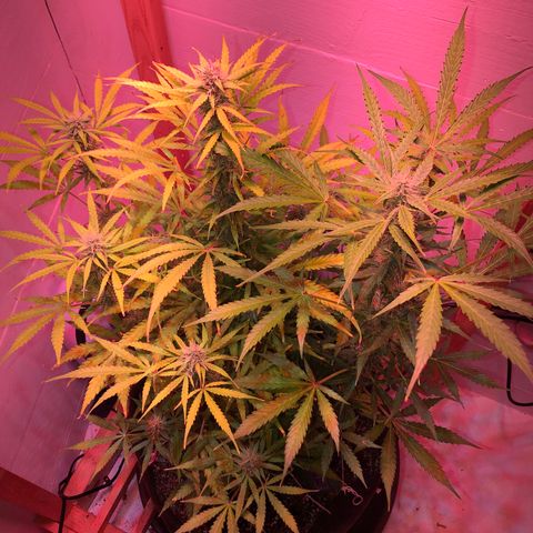 Red Congolese (auto) growlog timeline photo