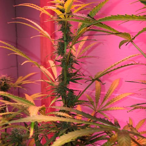 Red Congolese (auto) growlog timeline photo