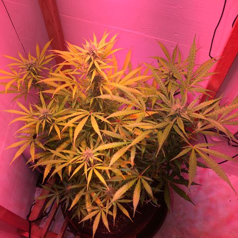 Red Congolese (auto) growlog timeline photo