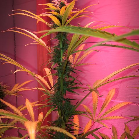Red Congolese (auto) growlog timeline photo