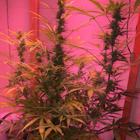 Red Congolese (auto) growlog timeline photo