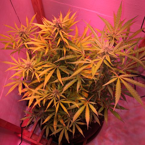 Red Congolese (auto) growlog timeline photo