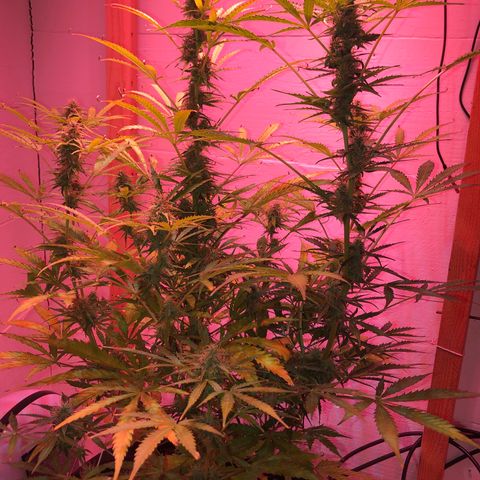 Red Congolese (auto) growlog timeline photo