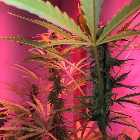 Red Congolese (auto) growlog timeline photo