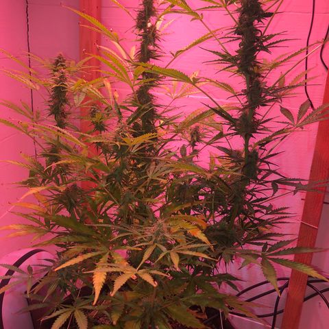 Red Congolese (auto) growlog timeline photo