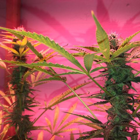 Red Congolese (auto) growlog timeline photo