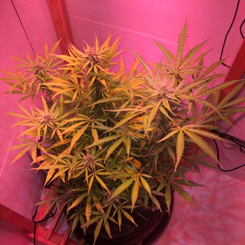 Red Congolese (auto) growlog timeline photo