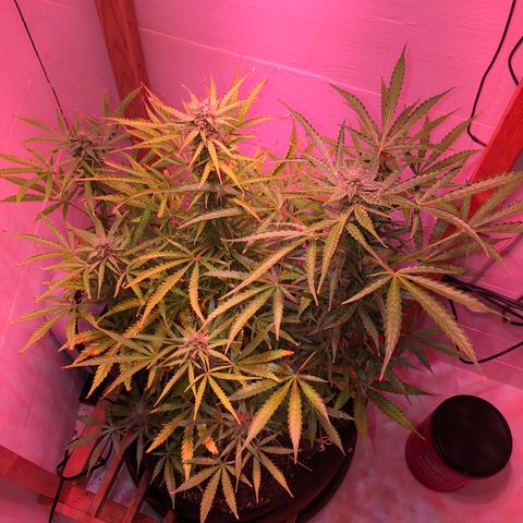 Red Congolese (auto) growlog timeline photo