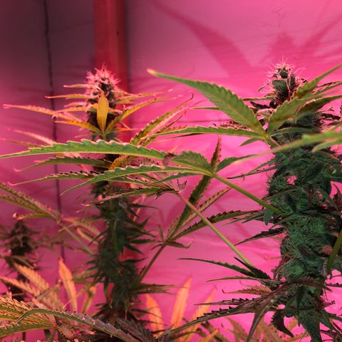 Red Congolese (auto) growlog timeline photo