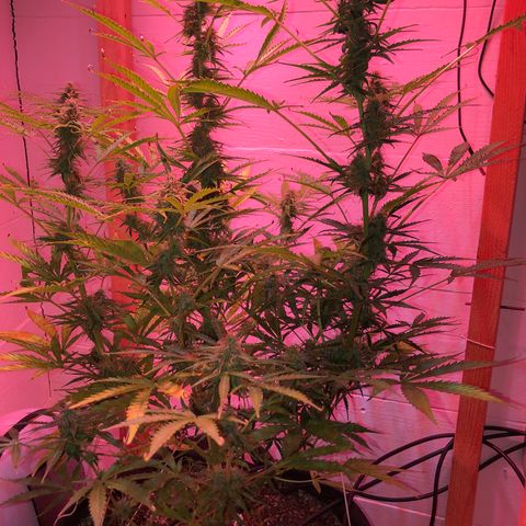 Red Congolese (auto) growlog timeline photo