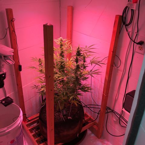Red Congolese (auto) growlog timeline photo