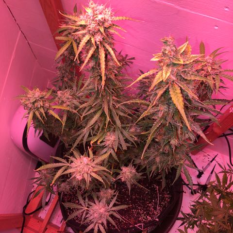Red Congolese (auto) growlog timeline photo
