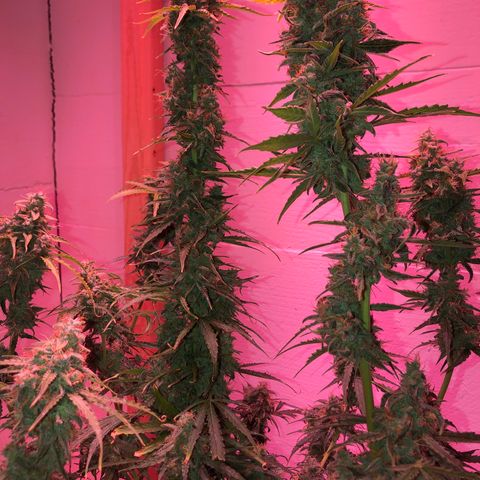 Red Congolese (auto) growlog timeline photo