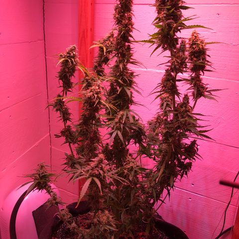 Red Congolese (auto) growlog timeline photo