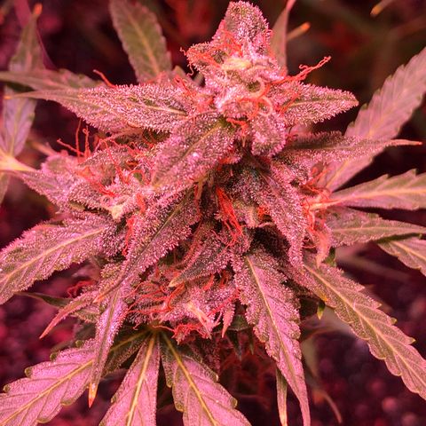 Red Congolese (auto) growlog timeline photo