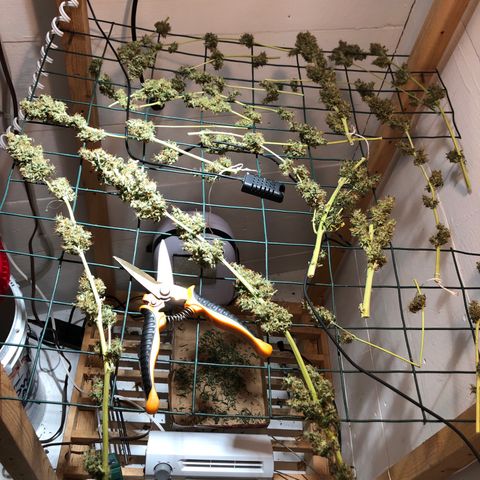 Red Congolese (auto) growlog timeline photo