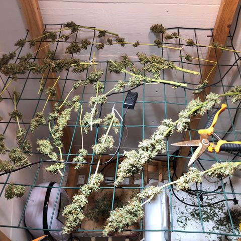 Red Congolese (auto) growlog timeline photo