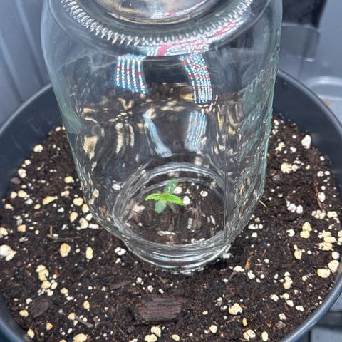 Roberta growlog timeline photo