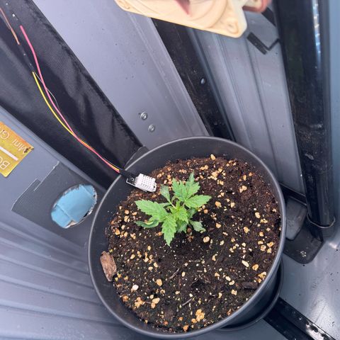 Roberta growlog timeline photo