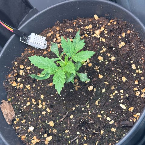 Roberta growlog timeline photo