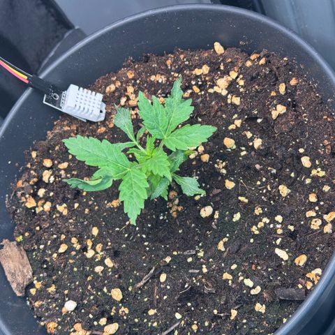 Roberta growlog timeline photo