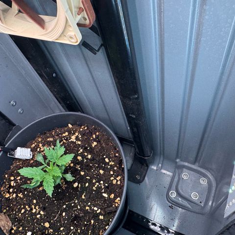 Roberta growlog timeline photo