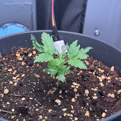 Roberta growlog timeline photo