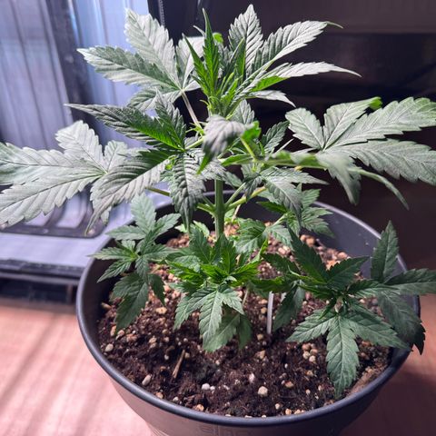 Roberta growlog timeline photo