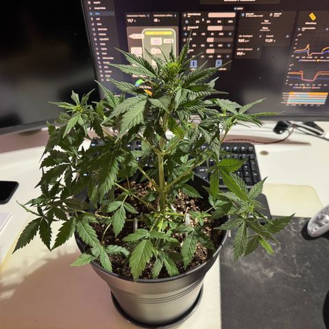Roberta growlog timeline photo