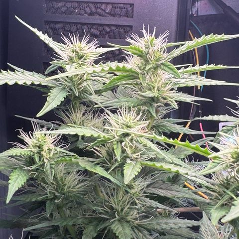 Roberta growlog timeline photo
