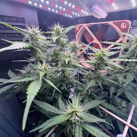 Roberta growlog timeline photo