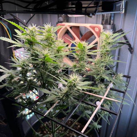 Roberta growlog timeline photo