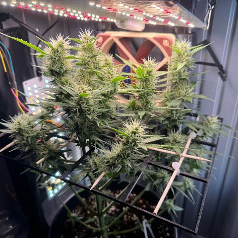 Roberta growlog timeline photo