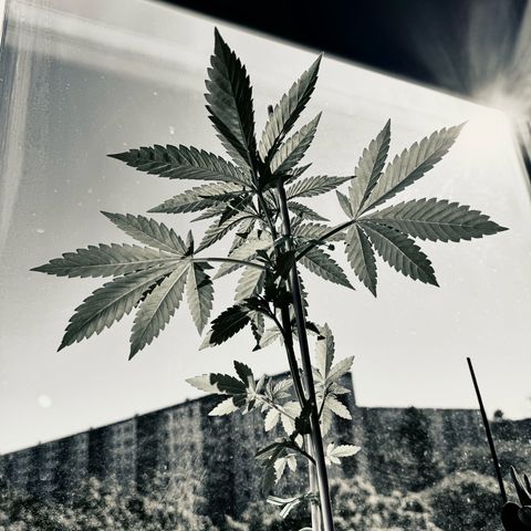 Houdini growlog timeline photo