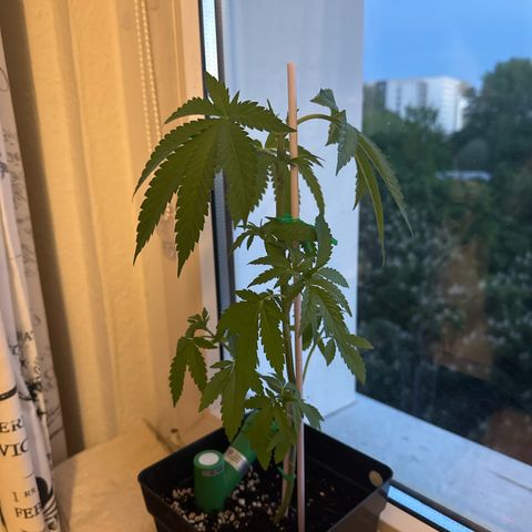 Houdini growlog timeline photo