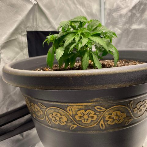 Sweet Skunk F1 Fast Version growlog timeline photo