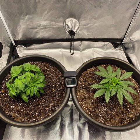 Sweet Skunk F1 Fast Version growlog timeline photo