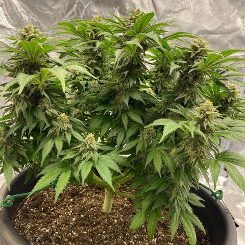 Sweet Skunk F1 Fast Version growlog timeline photo