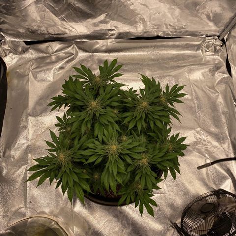 Sweet Skunk F1 Fast Version growlog timeline photo
