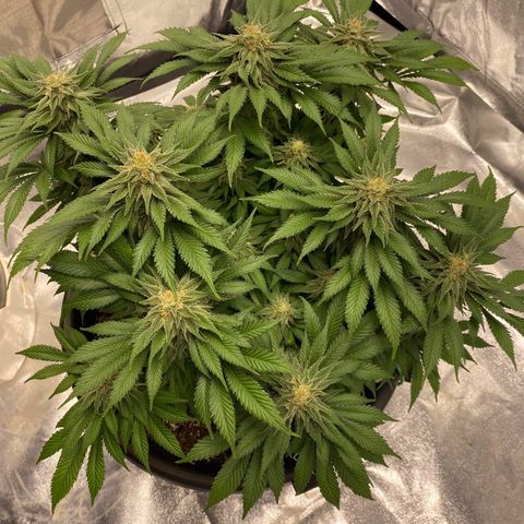Sweet Skunk F1 Fast Version growlog timeline photo