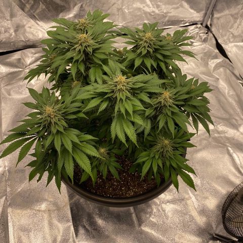 Sweet Skunk F1 Fast Version growlog timeline photo