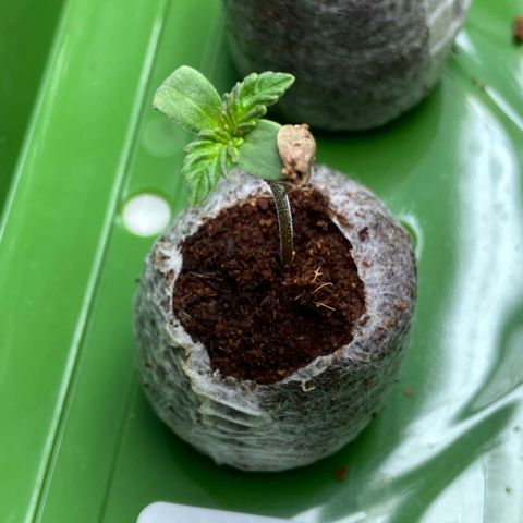 FCandy #1 growlog timeline photo